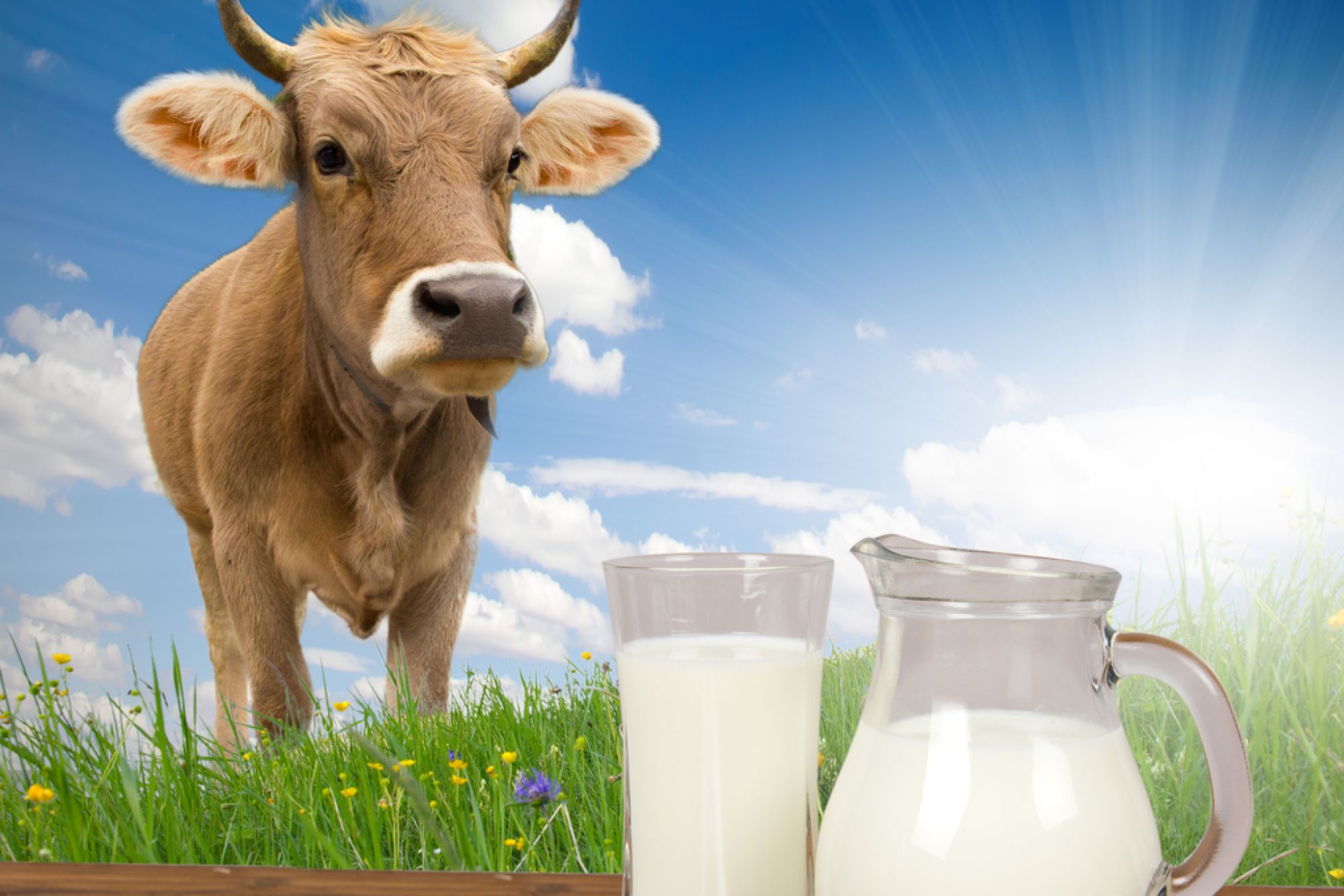 корова дает молоко фото