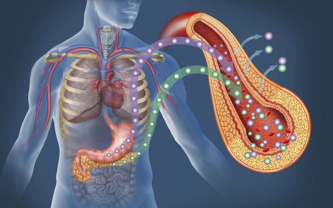 The Pancreas and Diabetes